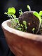 seedball2