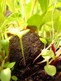 seedball3